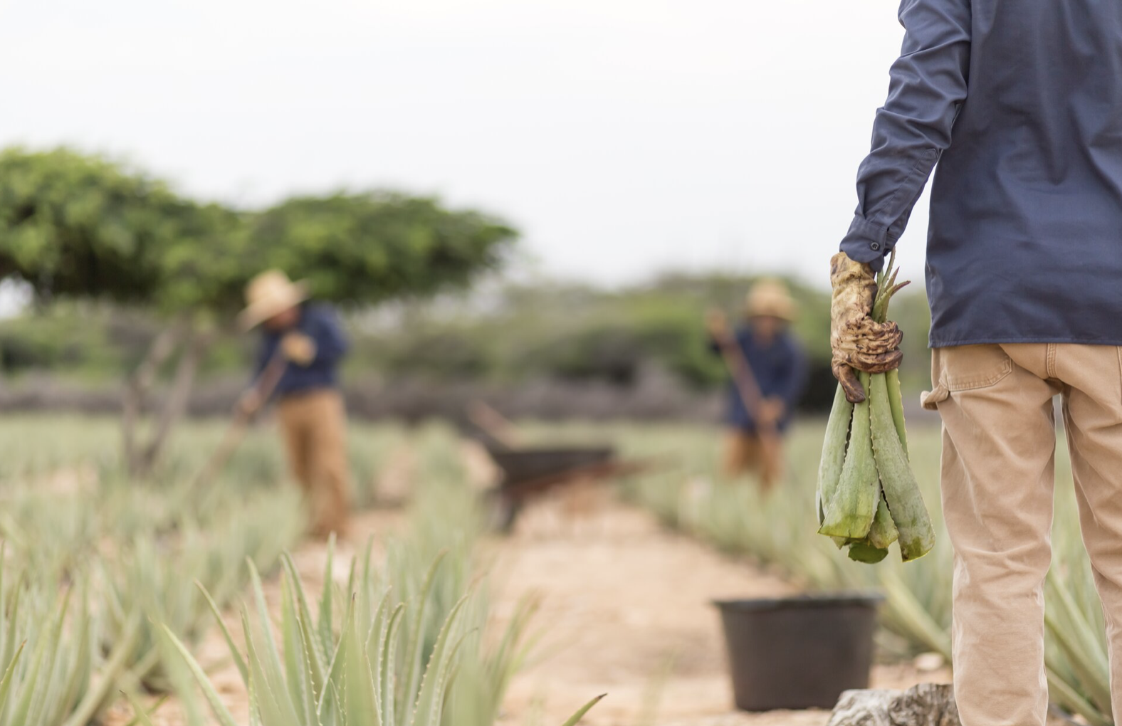 Things To Do Aruba Aloe Factory and Museum